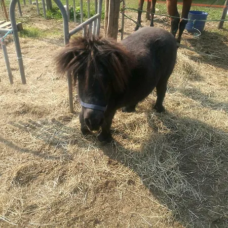 The Horse Pensionat *