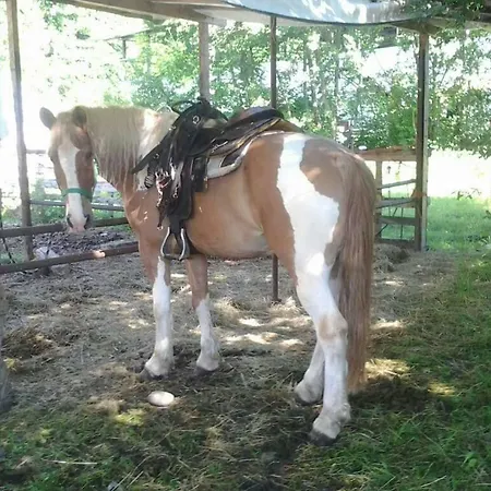The Horse Pogno