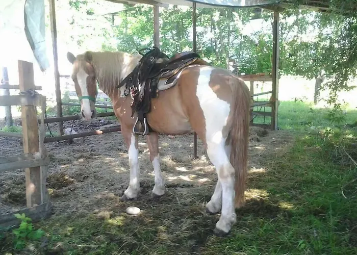 The Horse Pogno